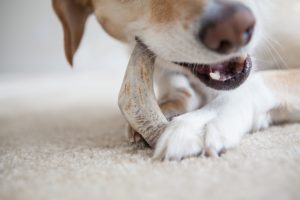 Pet Dentistry in Lincolnwood